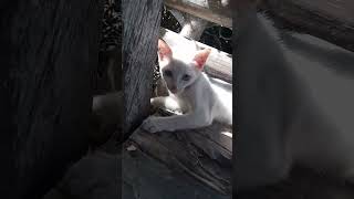 A white cat with blue and yellowish brown eyes [upl. by Sedberry839]