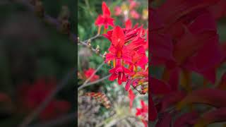 Crocosmia floweringplant flower flowers naturelovers nature naturalbeauty [upl. by Grunberg582]