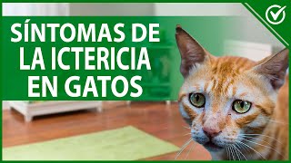 🚨 MEJORES REMEDIOS CASEROS PARA GATOS CON LOMBRICES BLANCAS 🚨 [upl. by Aidnahs]