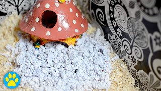 Easy DIY Paper Bedding For Hamsters Mice amp More [upl. by Emeline]