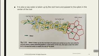 Water uptake by plants [upl. by Ellezaj]