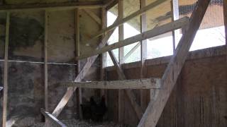 Farm Update Weasels Rats Chicks and Rotten Coops April 2012 [upl. by Ettenna]