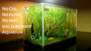 Aquascaping for beginners  Low tech aquascape  Aquascape using Garden soil [upl. by Woodley982]