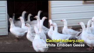 White Embden Geese Breed Breeder Flock  Cackle Hatchery [upl. by Margret]