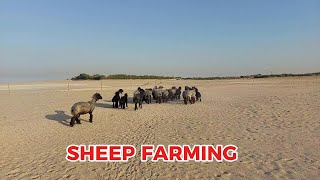 Sheep farmingFarm vlogPrecious M Vlog [upl. by Aninad]