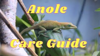 Everything you need to know about anole lizard care [upl. by Sutphin]