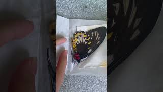 Ornithoptera priamus aruana specimensforyoubutterfly [upl. by Andrey]