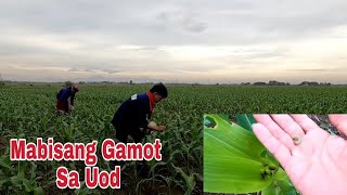 vlog279 MABISANG GAMOT PANG PUKSA SA UOD [upl. by Cicely7]