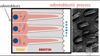 Structure of Dentin [upl. by Henricks338]