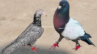 10 Most Beautiful Fancy Pigeons Collection  Indian Pigeon Breeds  World Unique Amazing Pigeon Farm [upl. by Malim]