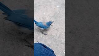 Blue Jay came close in the Park bluejays bluejay 2024 nationalgeographic tmz california short [upl. by Iot]