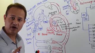 General Principles of Hemodynamics [upl. by Joanie]