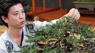 Bonsai demo by Masashi Hirao [upl. by Avla]