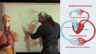 Bouw van het hart en de bloedsomloop deel1 [upl. by Norga]