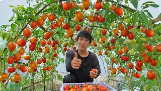 Wish I knew this method of growing tomatoes sooner Many large and succulent fruits [upl. by Eyoj624]