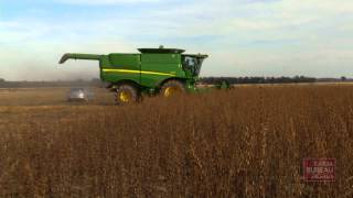 Sesame Production in Arkansas [upl. by Nive]