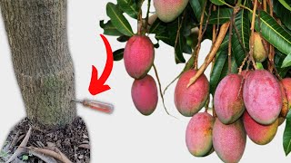 Capar árbol de mango para Activar la Floración y Cuaje de Frutos [upl. by Redan]