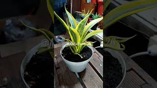 Sansevieria tanamanhias sanseviera trandingshorts [upl. by Neb]