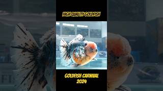 Kontes ikan Maskoki  Goldfish Carnival 2024 goldfish show shorts [upl. by Surdna]