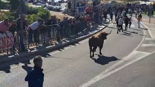 Tordesillas celebra el Toro de la Vega 2024 [upl. by Githens]