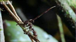 Cordyceps attack of the killer fungi  Planet Earth Attenborough BBC wildlife [upl. by Remot]