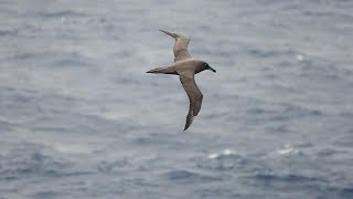 Seabirds from South Africa to Prince Edward Islands [upl. by Knight964]