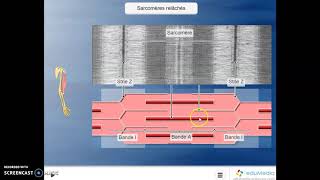 Contraction sarcomère [upl. by Gaskin]