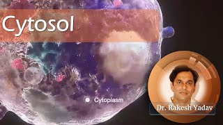 Cytosol  Dr Rakesh Yadav  cell cellbiology cytology introductiontobiology cytoplasm [upl. by Yuria759]