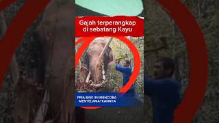 Aksi Penyelematan Seekor Gajah Yang Terperangkap pada sebatang kayu gajah shorts [upl. by Leirrad]