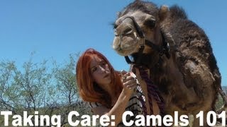 Camel Training 101 How to care for a pet camel [upl. by Coleville]