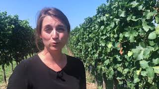 Zweigelt wine guide vineyard interview with Austrian winemaker Christina Netzl [upl. by Ahtiekal]