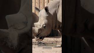 Rhino Unknown Facts rhino animalfacts wildlife animals wildlifeanimals [upl. by Showker]