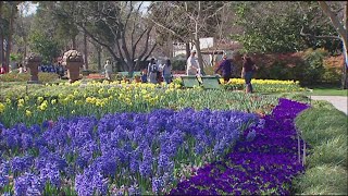 Dallas Arboretum brings back food and wine festival [upl. by Acillegna985]