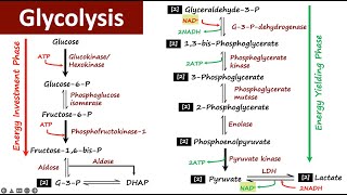 Glycolysis  Carbohydrate Metabolism  Biochemistry [upl. by Notgnillew31]