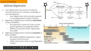 Axonal Autophagy Regulated by GSK3b Phosphorylation of MCL1 [upl. by Ollopa614]