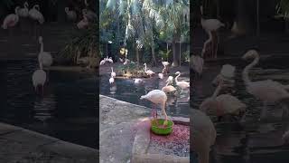 Flamingo in the World of Birds  Cape Town  South Africa diary 🥰❤️❤️❤️🥰 shorts ytshorts viral [upl. by Chapel817]