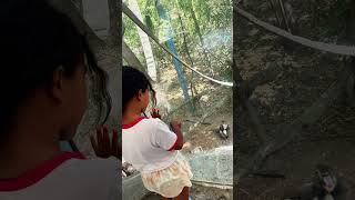 🐾 Family Fun at Chapultepec Zoo  A Day Among Mexico City’s Wildlife 🦁🐼 [upl. by Roscoe]