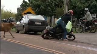 Dia de fúria bode ataca visitantes em presídio de Londrina [upl. by Rior]