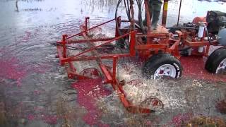 The Start of our Cranberry Harvest 2012 [upl. by Schwenk]