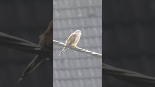 Young Kestrel birds [upl. by Fauch]