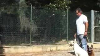 ADDESTRAMENTO CANI STORIA DEL METODO TRAINING CANE CONDUTTOREflv [upl. by Frodine]