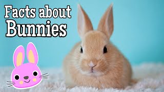 Facts about Bunnies for Kids [upl. by Anitan]