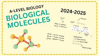 Biological molecules A level biology revision AQA StudeeBright [upl. by Leavelle]