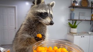 Mapache comiendo Cheetos [upl. by Haizek]