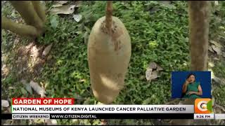 Cancer Patient who turned to Traditional Medicine instead of Chemotherapy shows improvement [upl. by Yendor]