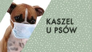 Szkolenie posłuszeństwo psa  Jak wygląda w szkole dogfabricpl [upl. by Eniamzaj]