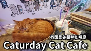 Caturday Cat Cafe│泰國曼谷貓咪咖啡廳 [upl. by Arod]