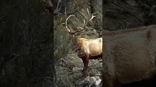 Elk Sheds Antler Always wanted to capture this rare moment on video elk wildlife shedhunting [upl. by Vanthe]