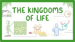 Kingdoms of Life  Animals Plants Fungi Protoctists Bacteria and Viruses 1 [upl. by Akeihsal]