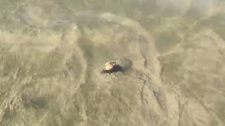 Fresh Water Mussel Trails Lake McQueeney… [upl. by Bannon]